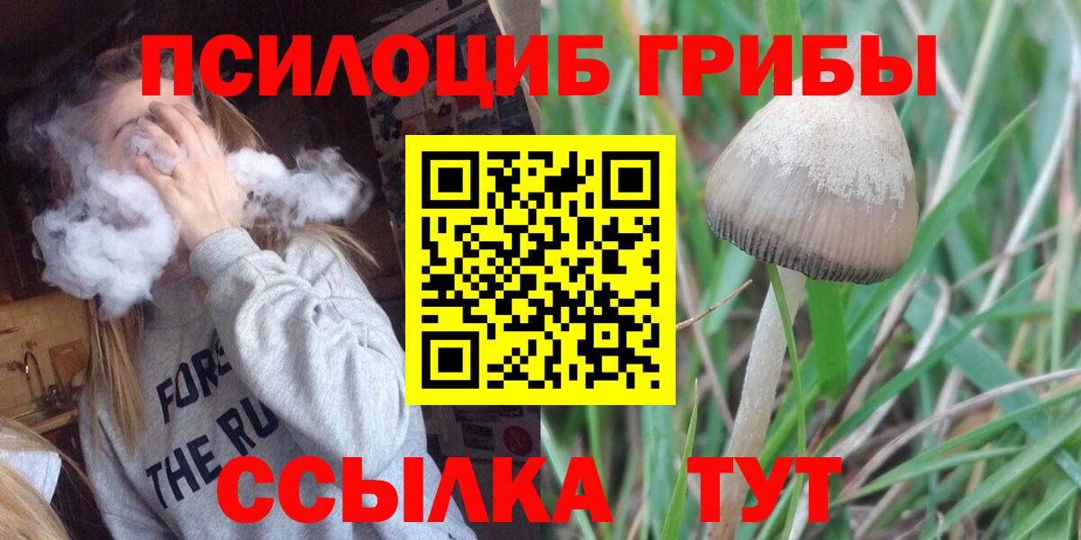 Псилоцибиновые грибы Psilocybine cubensis Рыбинск